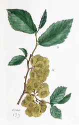 Elm (Abalone, Little Elm)