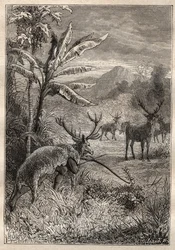 Expedition Around the World by Jean Francois Galaup de La Perouse: hunting technique for the Indians of the Bay of Monterey (California) - illustration from “The Great Mariners of the 18th century”