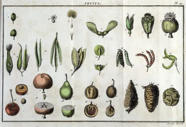 Fruits: in “Flora Françoise, or a brief description of all the plants that grow naturally in France, arranged according to a new method of analysis to which the quotation of their least equivocal virtues in medicine and their usefulness in the arts”
