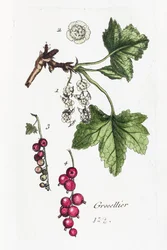Gooseberry