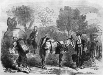 Grape harvesting in Cyprus - Engraving from 