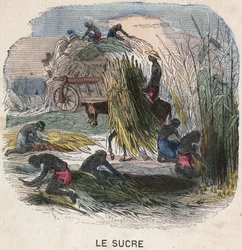 Harvesting sugar cane in the West Indies. 19th century illustration. Bianchetti collection