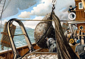 Herring fishing: raising the net on the boat. End of the 19th century.