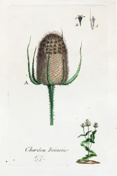 Hosier thistle
