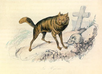 Illustration from the Book 