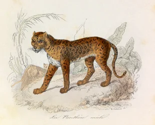 Illustration from the Book 