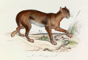 Illustration from the Book 