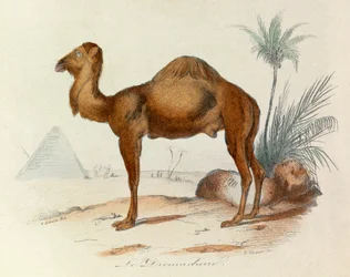 Illustration from the Book 