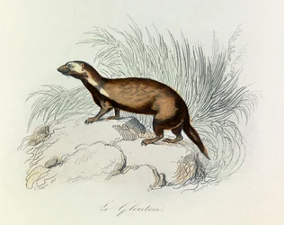 Illustration from the Book 