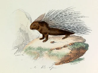 Illustration from the book 