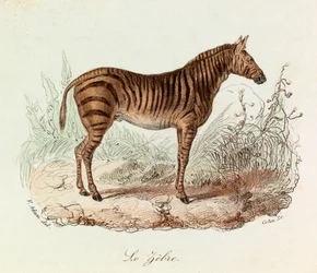 Illustration from the book 