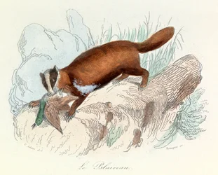 Illustration from the Book 