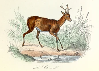 Illustration from the Book 