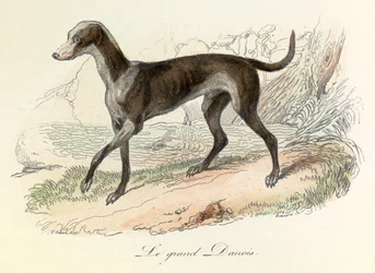 Illustration from the Book 