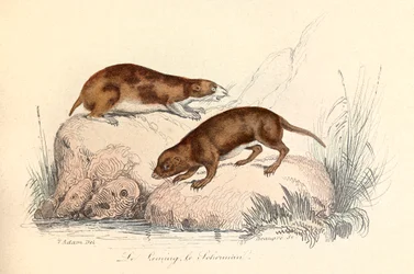 Illustration from the Book 