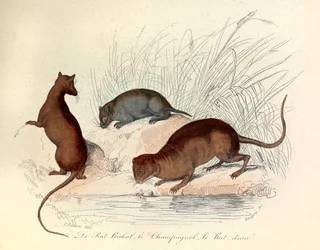 Illustration from the Book 