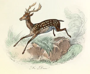 Illustration from the Book 