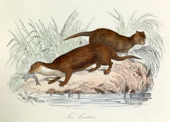 Illustration from the book 