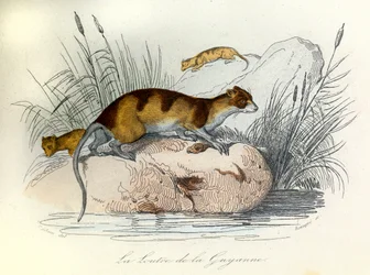 Illustration from the Book 