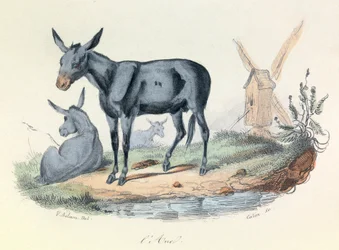 Illustration from the Book 