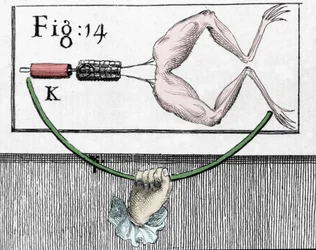 Illustration of experiments by Luigi Galvani, Italian physicist and physician (1737 - 1798) explaining the passage of electric current moving the legs of a frog.