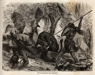 Indian Ticuna Attacking a Tiger