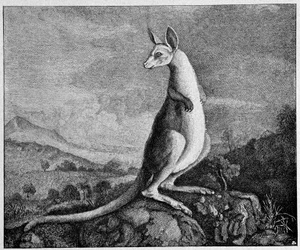 Kangaroo from the drawing of Captain Cook who discovered him in Australia - from a 1774 copper engraving