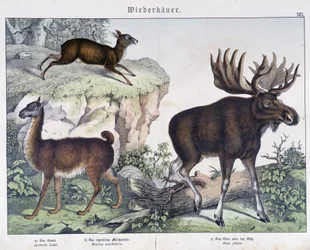 Llama, Elk (Moose) - in 