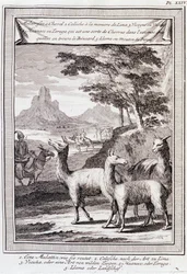 Llamas of Peru - in “Historical Journey of South America done by Order of the King of Spain by Don George Juan and Don Antoine de Ulloa”, T.1, at C.A. Jombert, Librairie du Roi, Paris