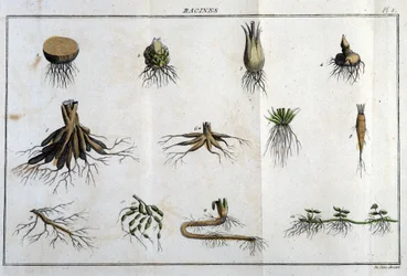 Les Roots: in “Flora Françoise, or a brief description of all the plants that grow naturally in France, arranged according to a new method of analysis to which we attach the quotation of their least equivocal virtues in medicine and their usefulness in the