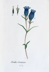 Little Gentian (Marsh Gentian)