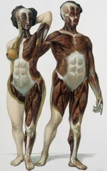 Man and woman skinned: muscles - medicine book, late 19th century