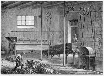 Mechanical Potato Washer, Followed by Epierror and Grater