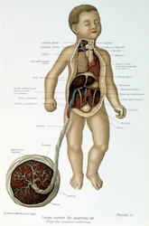 Medicine: Newborn (skinned in the bust)