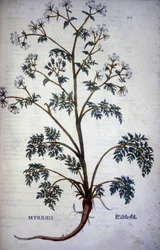 Chervil Musk - In 