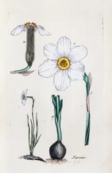 Narcissus