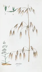 Oats