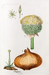 Onion