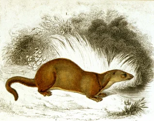Otter - Color Engraving. 19th Century Engraving.