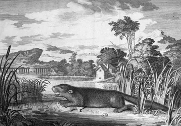 Otter - engraving