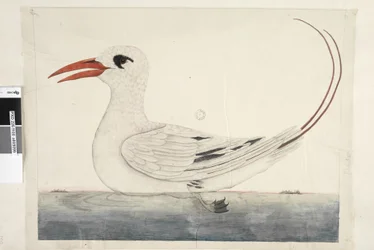 Page 100. Phaeton Red, Tailed Tropicbird Phaethon rubricauda