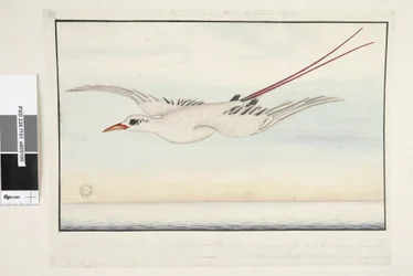 Page 101. The Tropic Bird of? Alma do Comtre, Mastre? From the tip of the bill to the rump 18 inches, from the rump to the end of the tail 18 inches, from one wingtip to the other 4 feet 2 inches. The whole bird is covered with a bloom which is not shown