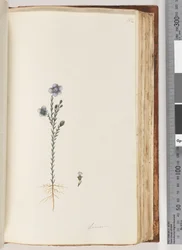 Page 102. Linum