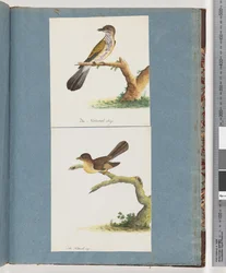 Page 111. Unidentified Bird. 112. Unidentified Bird