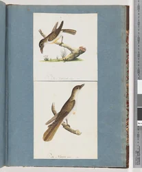 Page 117. Unidentified Bird. 118. Unidentified Bird