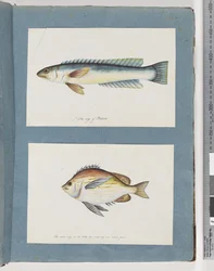 Page 11. Unidentified Fish. 12. Unidentified Fish