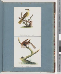 Unidentified Bird