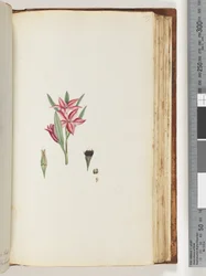 Page 139. Unnamed Flowering Plant