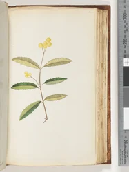 Page 140. Unidentified Flower, October 1794