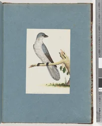 Page 145. Unidentified Bird